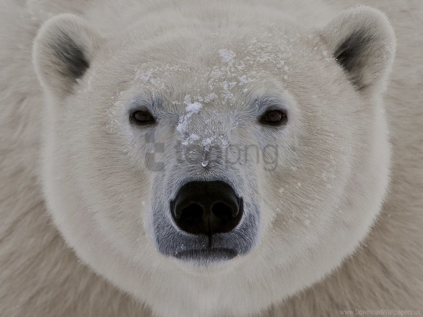 free PNG eyes, face, fat, polar bear, sleepy wallpaper background best stock photos PNG images transparent