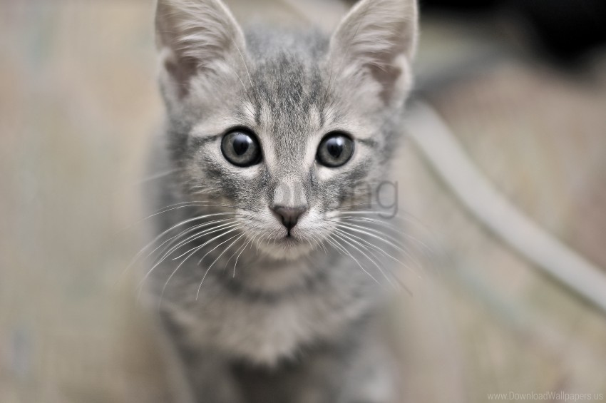 eyes face fear kitten wallpaper background best stock photos - Image ID 158880