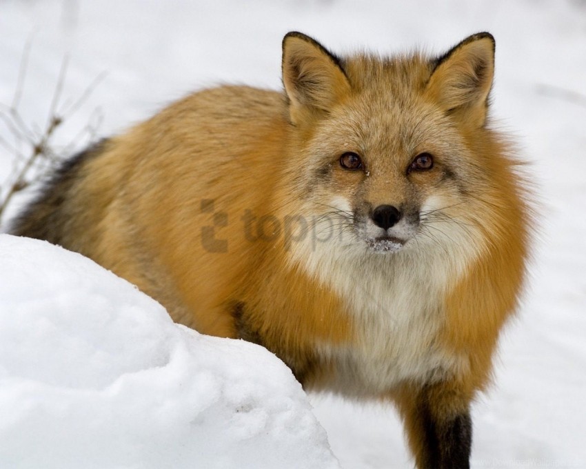 Eyes, Face, Fox, Predator, Snow Wallpaper Background Best Stock Photos