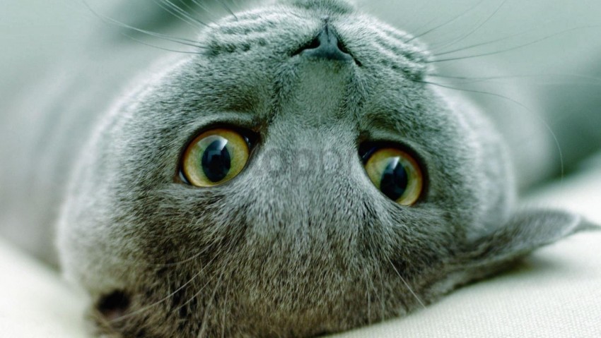 eyes face kitten lie playful wallpaper background best stock photos - Image ID 160807