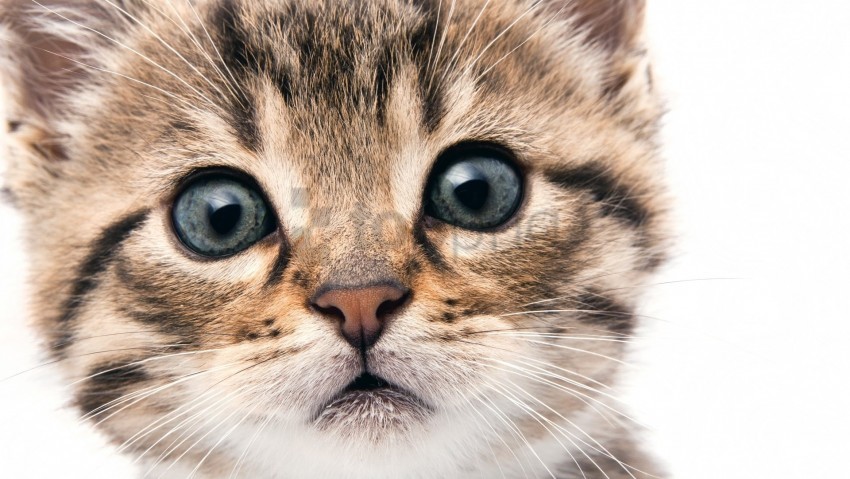 eyes face kitten wallpaper background best stock photos - Image ID 150447