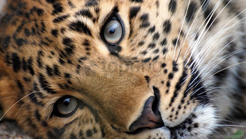 eyes face leopard spotted wallpaper background best stock photos - Image ID 149369