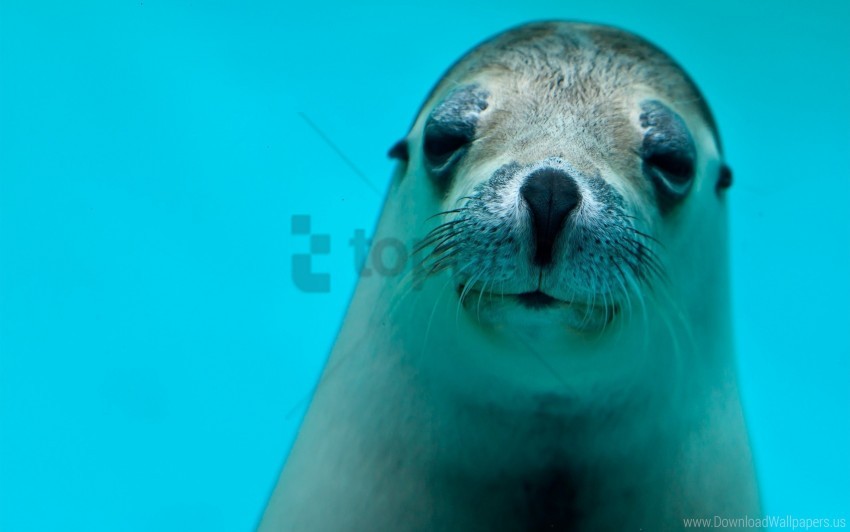 eyes, face, sea animal, seal wallpaper background best stock photos | TOPpng
