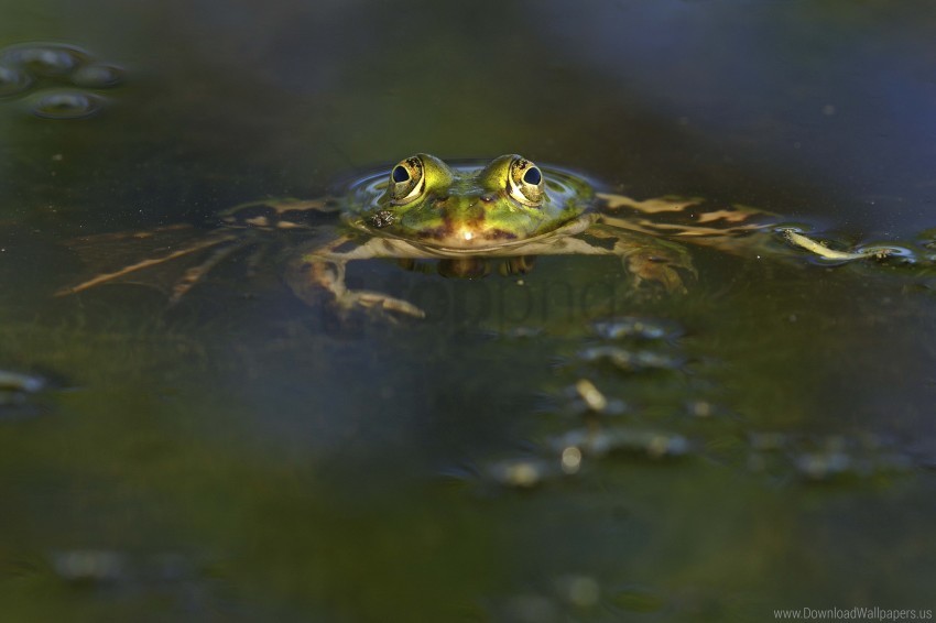 eyes frog pond water wallpaper background best stock photos - Image ID 160670
