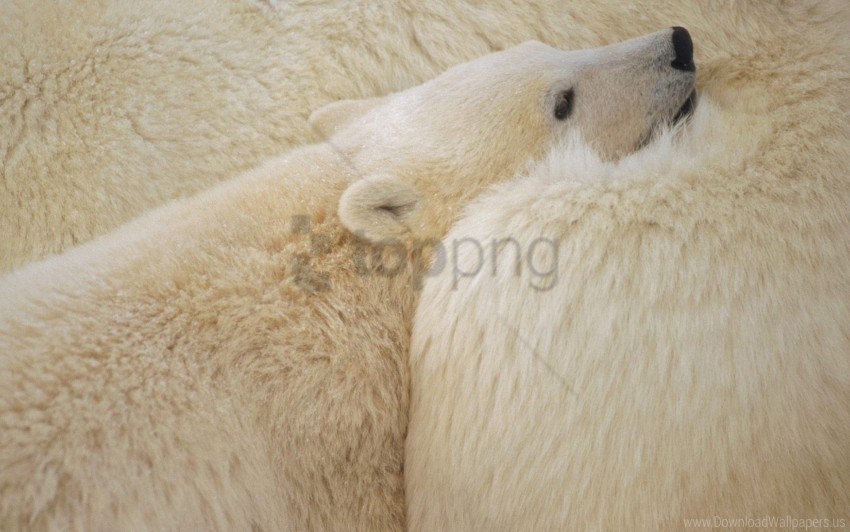 Eyes Fur Hair Nose Polar Bear Wallpaper Background Best Stock Photos Toppng - bear alpha roblox wallpaper