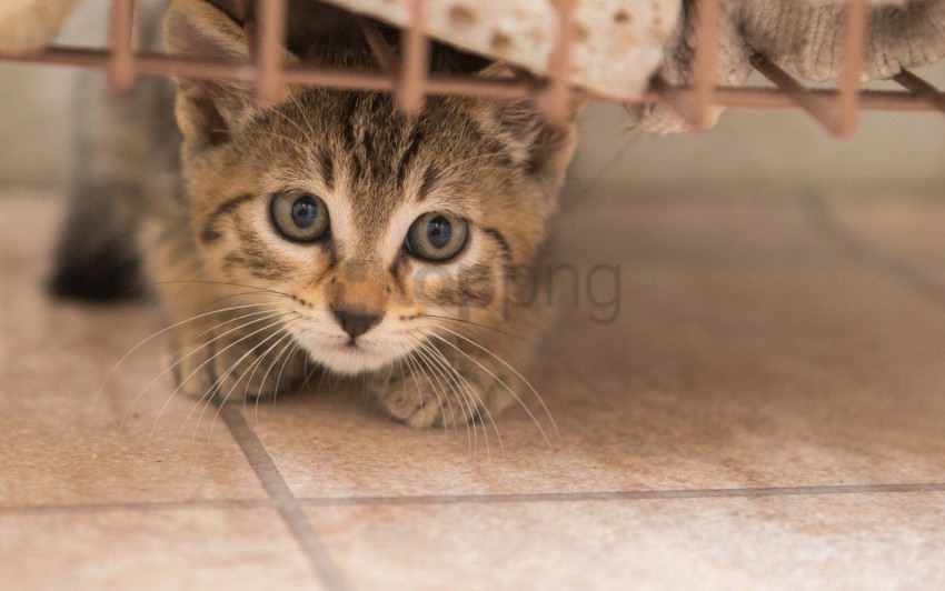eyes kitten muzzle wallpaper background best stock photos - Image ID 160701