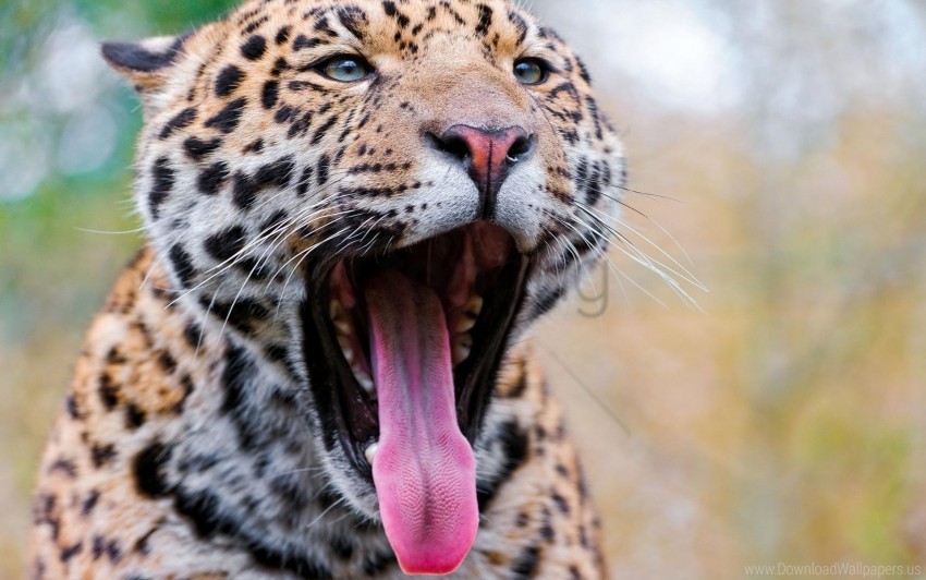 Eyes Leopard Predator Tongue Yawning Wallpaper Background Best Stock Photos
