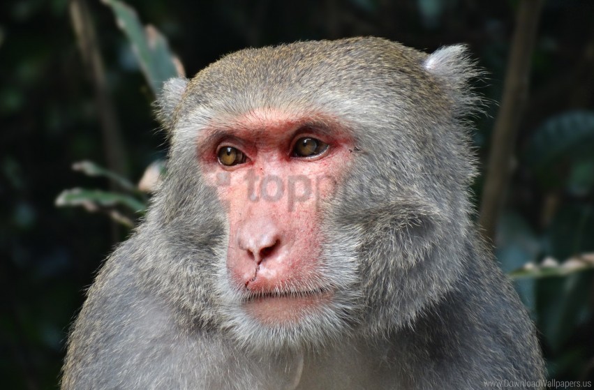 Eyes Macaque Muzzle Taiwan Wallpaper Background Best Stock Photos