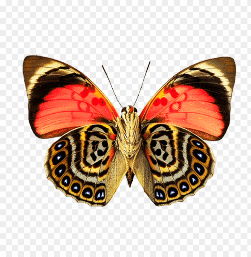 animals, insects, butterflies, eyes wings butterfly, 