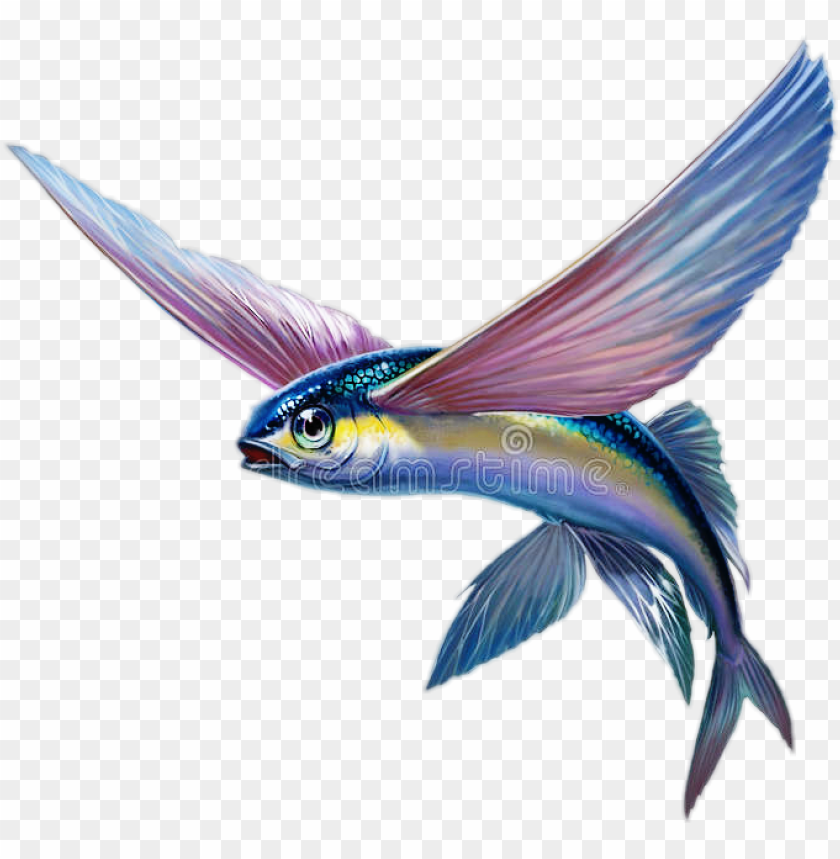 ezvolador @12jfrk pez volador - flying fish PNG image with transparent  background | TOPpng