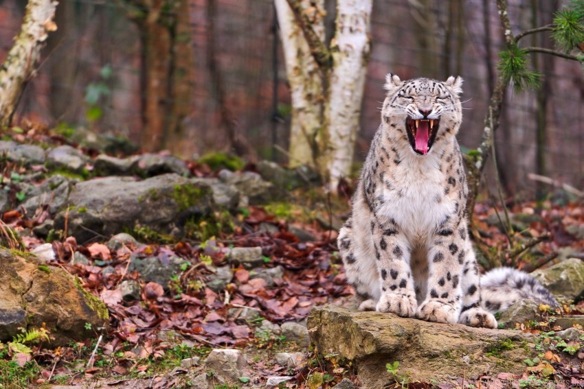 Face Fall Leaves Predator Snow Leopard Teeth Wood Wallpaper Background Best Stock Photos