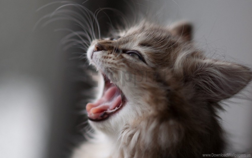 face fluffy kitten wool yawn wallpaper background best stock photos - Image ID 150937
