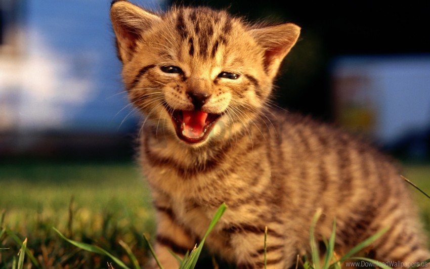 Face Fluffy Kitty Screaming Wallpaper Background Best Stock Photos