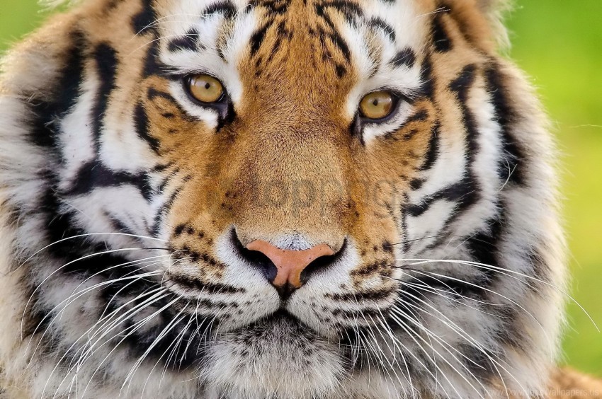face fluffy predator tiger wallpaper background best stock photos - Image ID 157745
