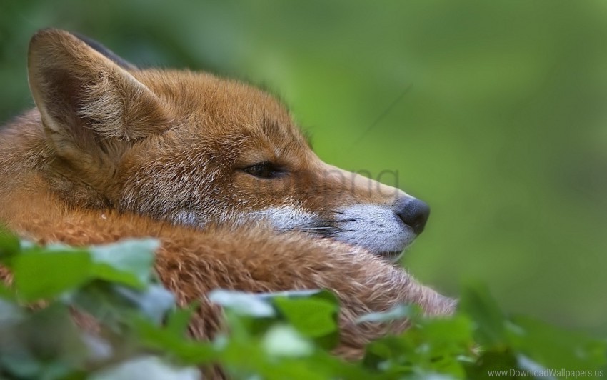 face fox grass lie wallpaper background best stock photos - Image ID 160493