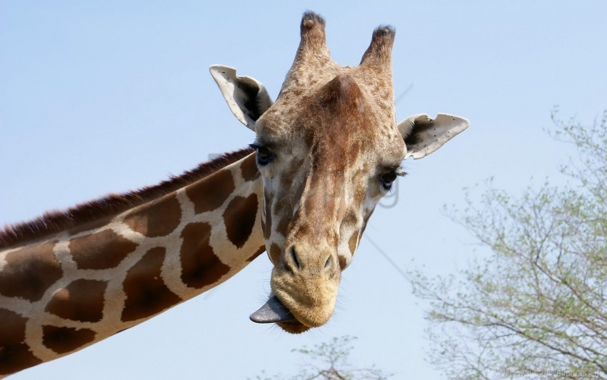 face, funny, giraffe, tongue wallpaper background best stock photos | TOPpng