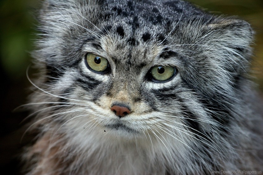 face fur furry hair manul wallpaper background best stock photos - Image ID 160255