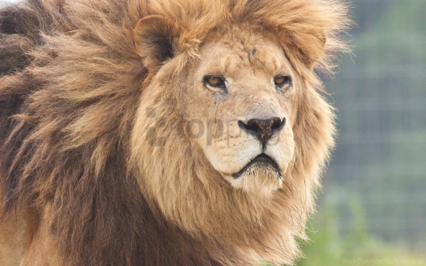 face, lion, predator wallpaper background best stock photos | TOPpng