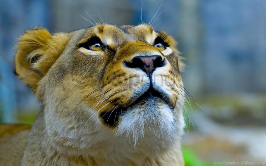 Face Lioness Look Up Wallpaper Background Best Stock Photos