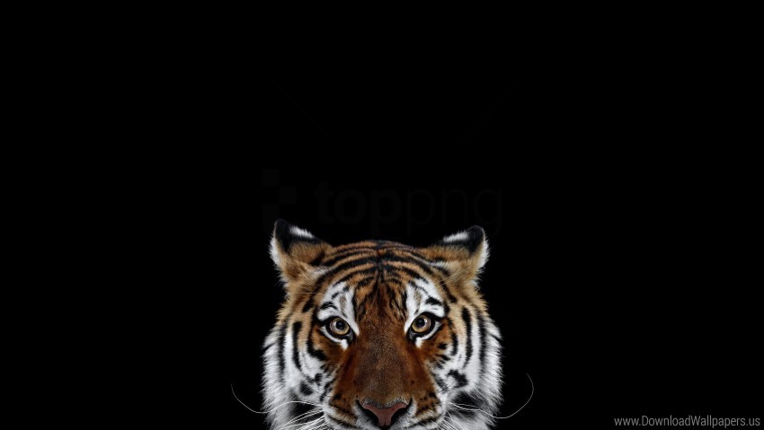 Face Look Predator Striped Tiger Wallpaper Background Best