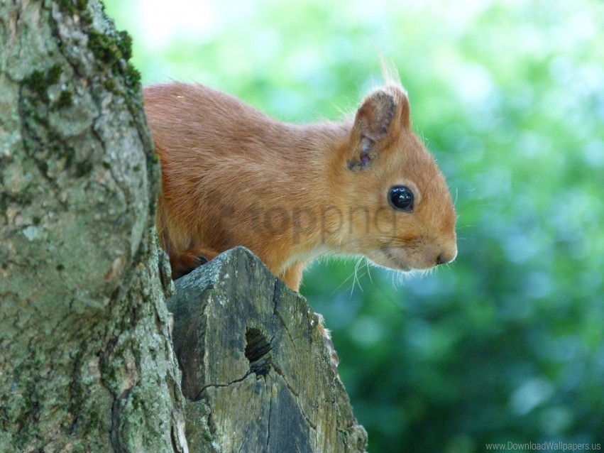 Face Peep Squirrel Tree Wallpaper Background Best Stock Photos