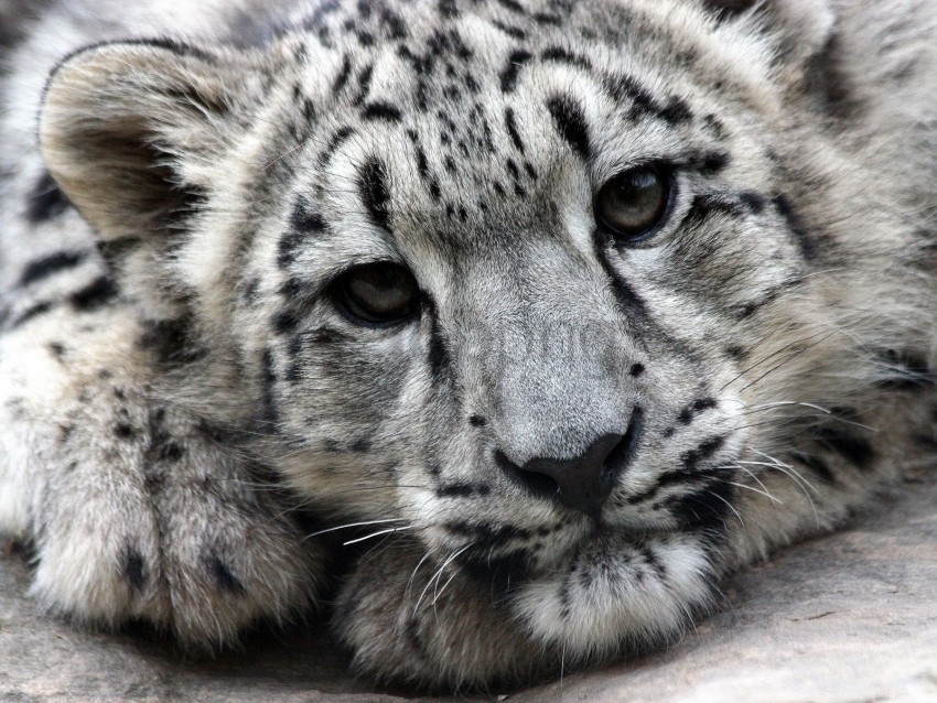 face predator snow leopard wallpaper background best stock photos - Image ID 151221