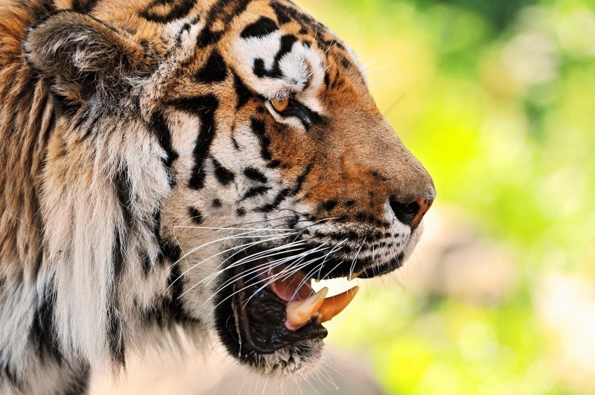 face predator teeth tiger wallpaper background best stock photos - Image ID 160196