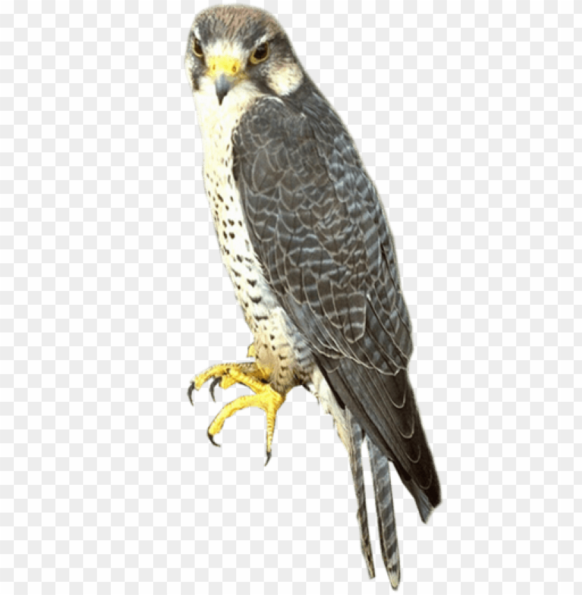 falcon png,falcon,falcon transparent background,falcon file 

png,falcon clipart,falcon png images,falcon png clipart