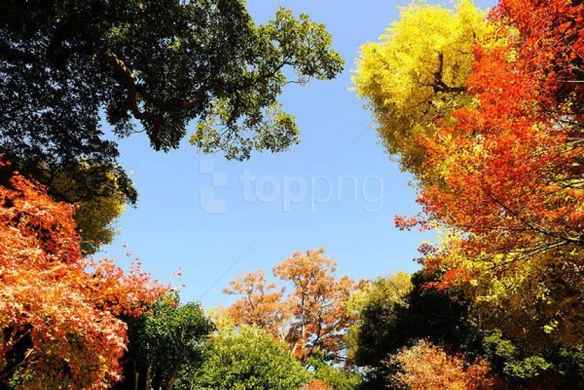 free PNG fall leaves and sky background best stock photos PNG images transparent
