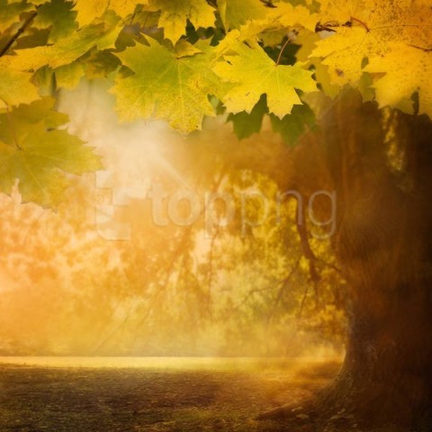 fall tree background best stock photos - Image ID 59129