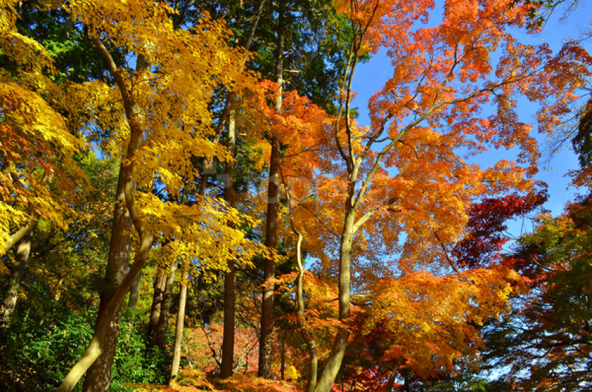 fall trees background best stock photos@toppng.com