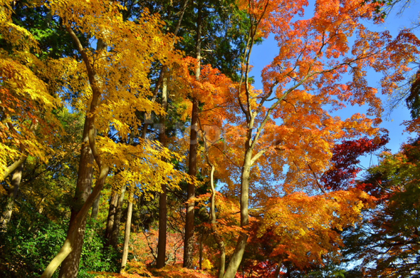 Vibrant Fall Trees 4k Scenery PNG Transparent Background