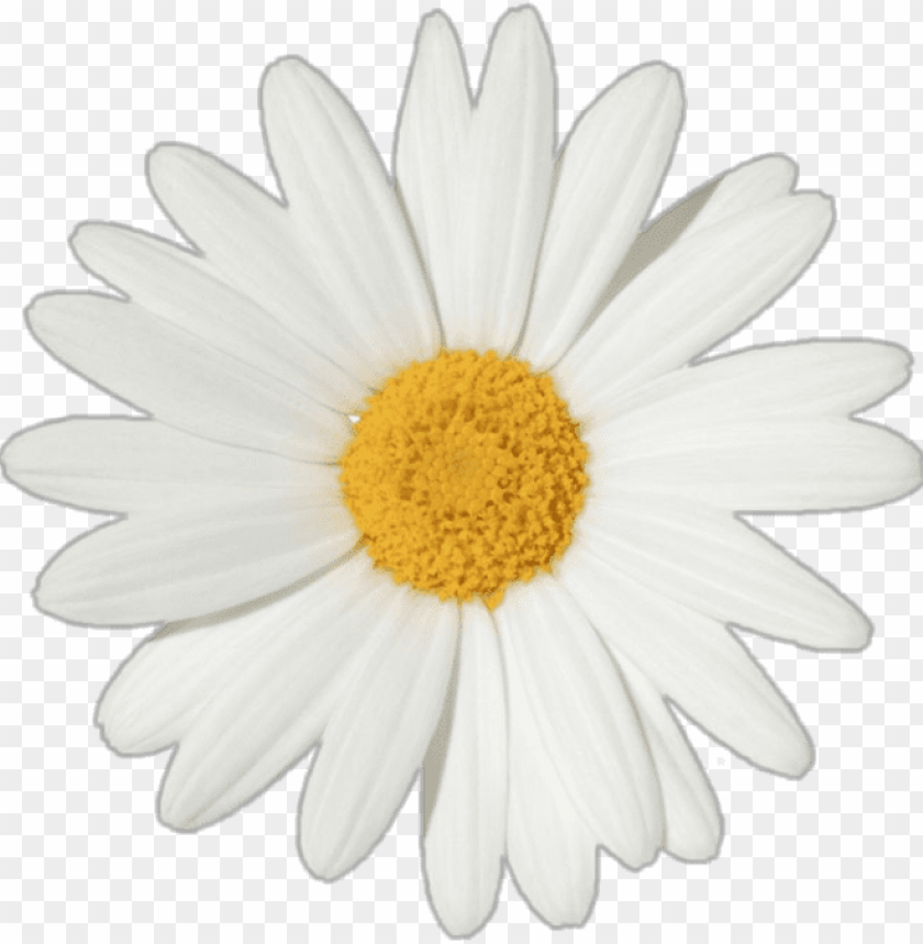 free PNG falling daisy png - daisy flower white background PNG image with transparent background PNG images transparent