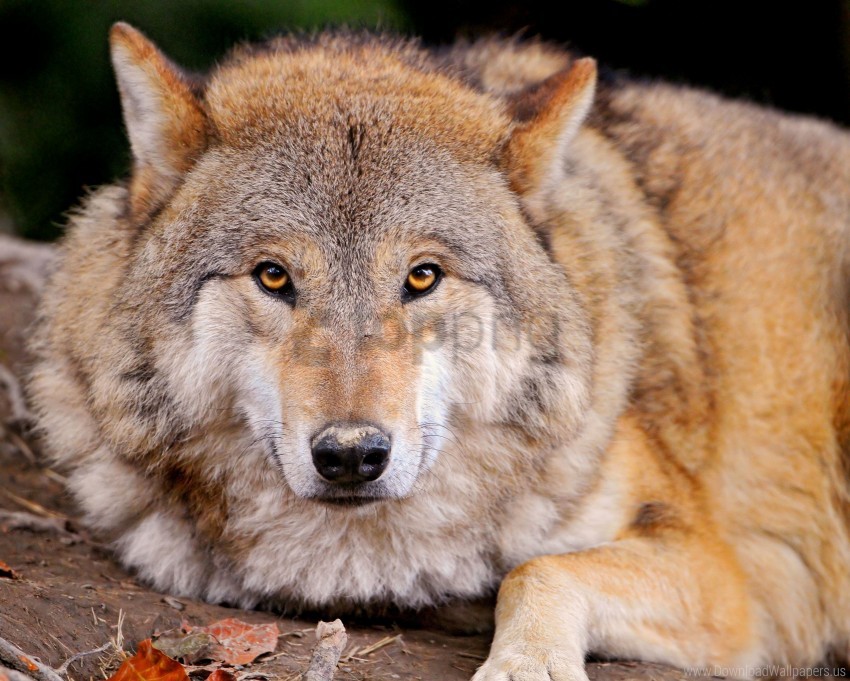 family dog lie muzzle predator wolf wallpaper background best stock photos - Image ID 146892