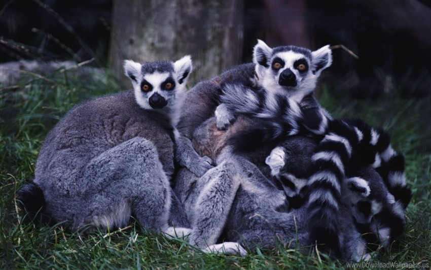 family grass lemurs striped wallpaper background best stock photos - Image ID 160810