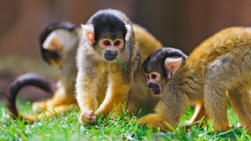family grass monkey playful walk wallpaper background best stock photos - Image ID 160483
