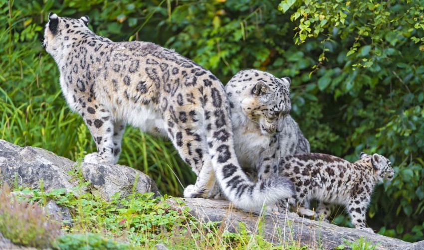 Family Little Snow Leopard Wallpaper Background Best Stock Photos