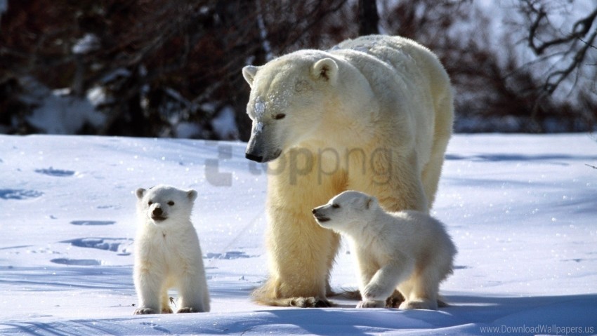 Family Polar Bears Snow Walk Wallpaper Background Best Stock Photos