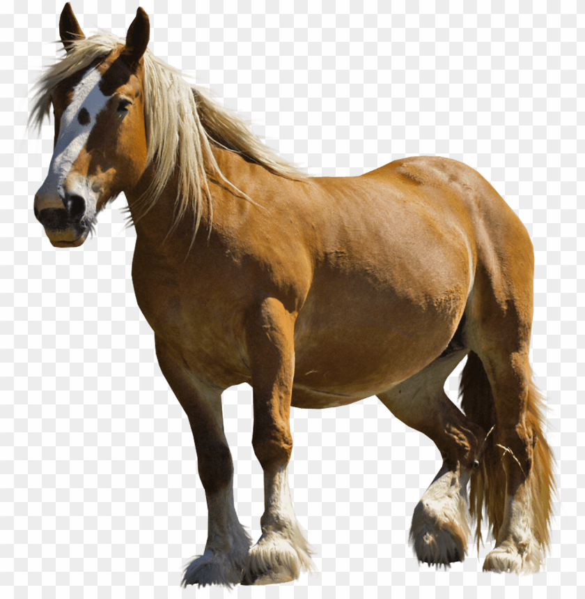 animals, horses, farm horse, 