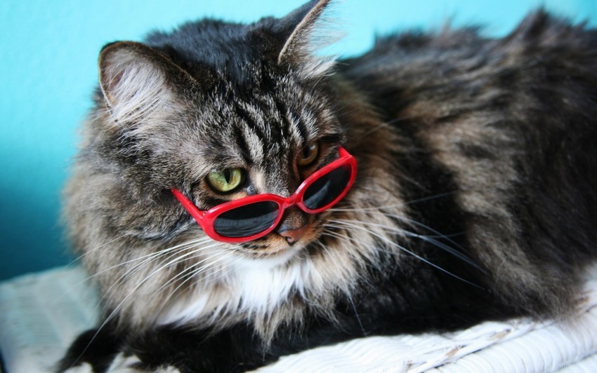 fashion cat fluffy glasses wallpaper background best stock photos - Image ID 160142