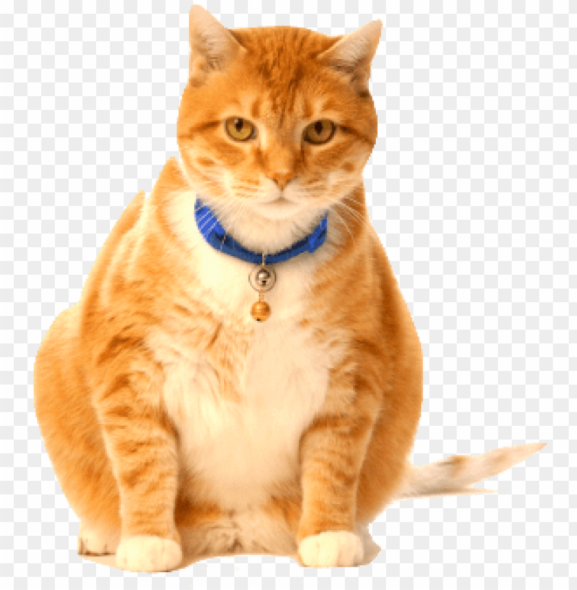 free PNG fat cat png - fat cats PNG image with transparent background PNG images transparent