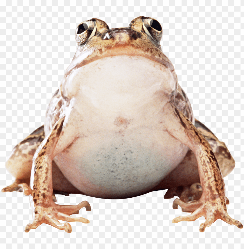 Download fat frog png images background@toppng.com