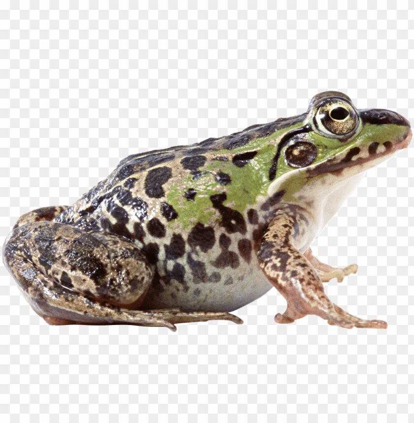 Download fat frog sideview png images background@toppng.com