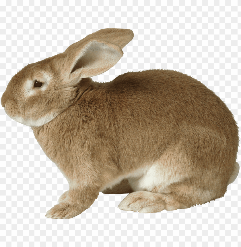 Download fat rabbit png images background@toppng.com