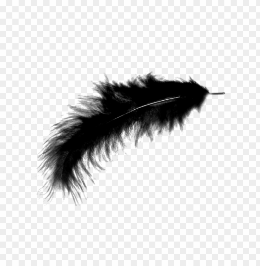 feather png images background - Image ID 2017