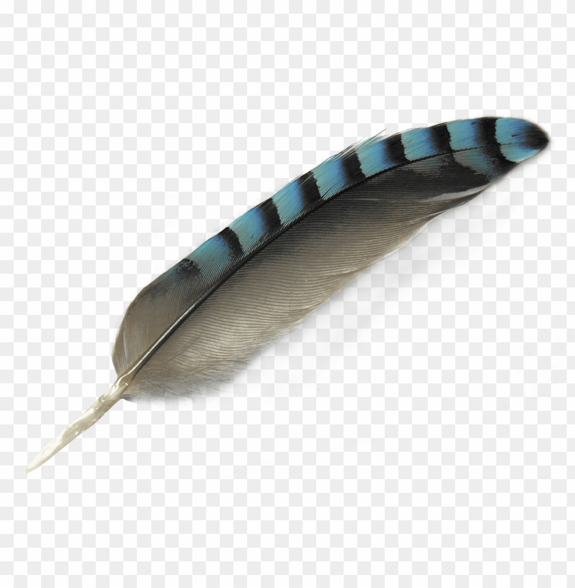 feather, object, bird