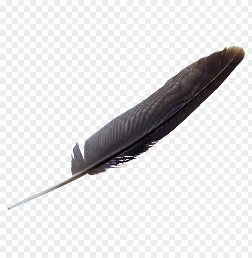 
objects
, 
feather
, 
bird
, 
feather
