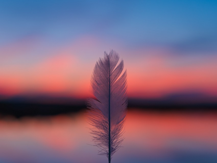 feather, blur, sunset, horizon