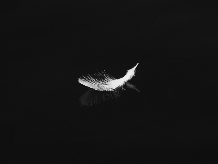 feather, reflection, white, bw, feathers