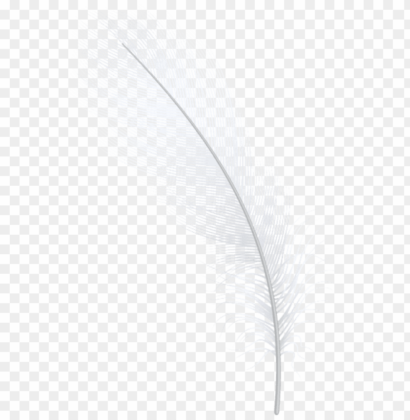 feather white png